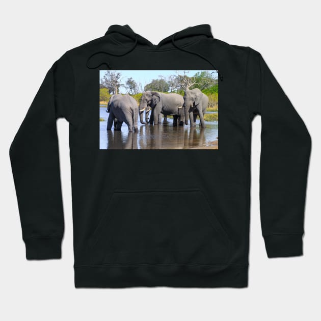 Three Elephants Wading in Botswana Hoodie by SafariByMarisa